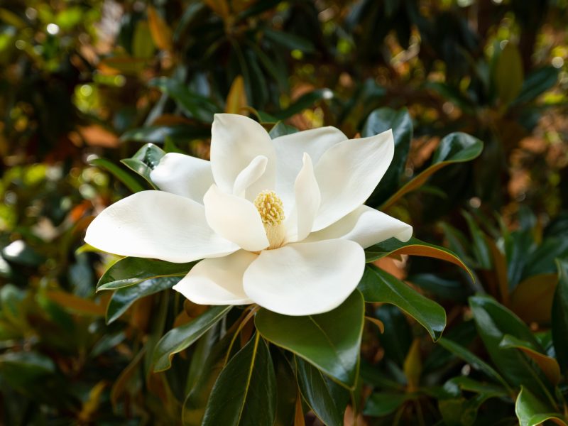 Magnolia grande