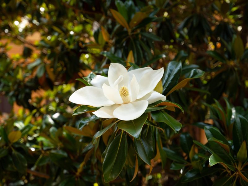 Magnolia piccola